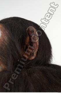 Chimpanzee - Pan troglodytes 0034